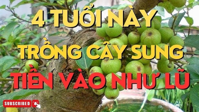 Trồng Sung Cực Thịnh: 3 tuổi hợp mệnh trồng 1 cây Tiền - Tài đủ cả