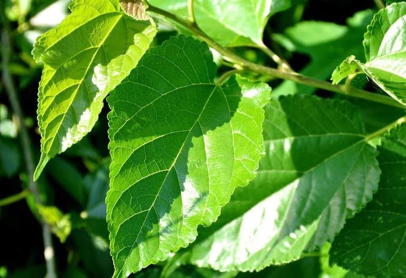 Việc sử dụng nước lá dâu tằm gội đầu đều đặn giúp da đầu sạch khỏe, kích thích lưu thông máu dưới da đầu, từ đó hỗ trợ tóc phát triển tốt hơn