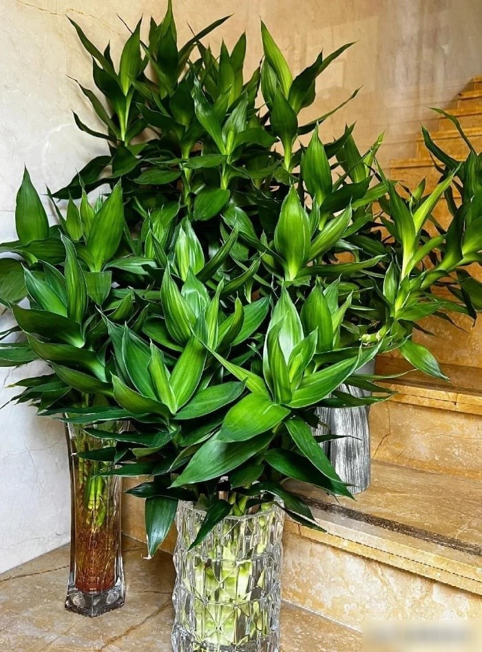 Trồng cây phát lộc trong nhà - dễ tích tụ sâu bệnh
