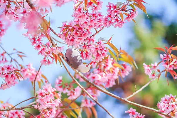 pngtree-pink-cherry-blosssom-with-white-headed-bulbul-bird-branch-garden-sakura-photo-image_29103060