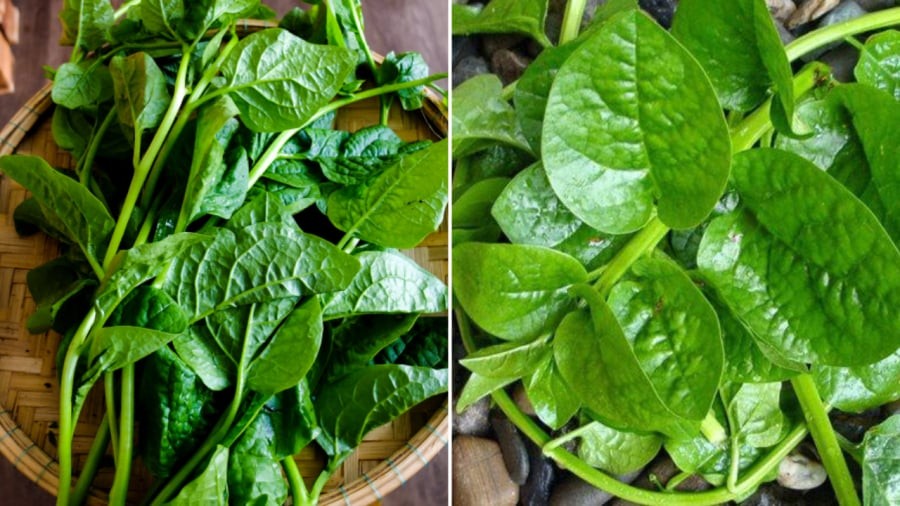 100 gram rau mồng tơi có thể cung cấp khoảng 55-166mg canxi.