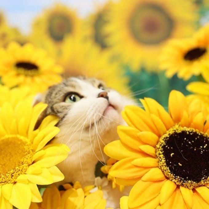 Tuổi Mão thị phi làm gì cũng khó