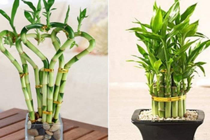 Cây phát tài hay còn gọi là cây phất dụ