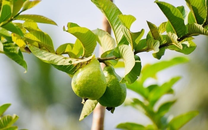 Uống nước lá ổi có rất nhiều công dụng tốt