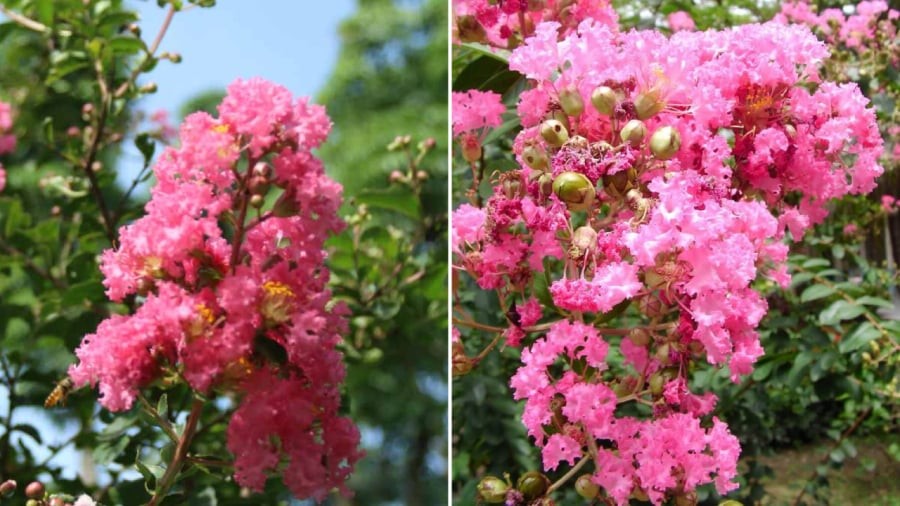 Hoa tường vi mang ý nghĩa phong thủy tốt đẹp.