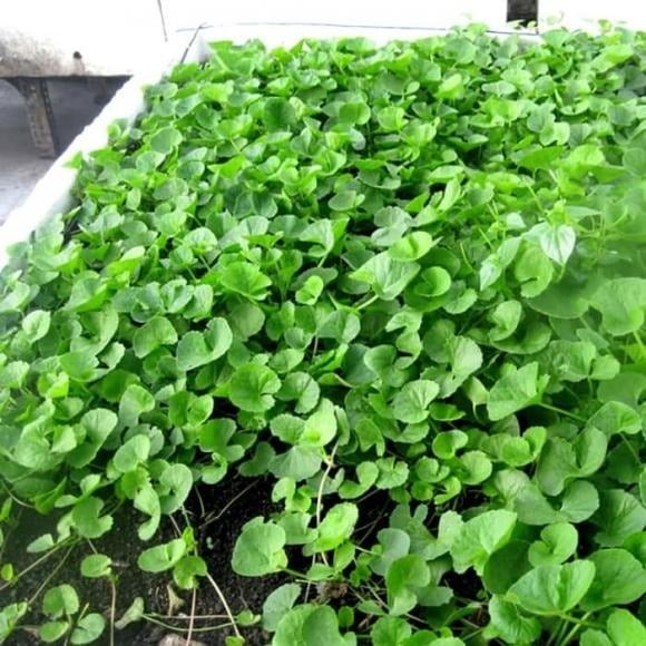 Không chỉ là loại rau quen thuộc trong bữa ăn hàng ngày, rau má còn được dân gian xem như một vị thuốc quý.