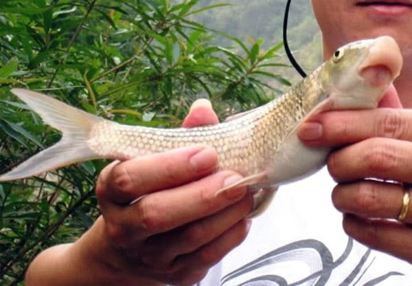 Cá Anh Vũ - loại cá giàu các chất dinh dưỡng, thường được chế biến thành nhiều món ăn ngon.
