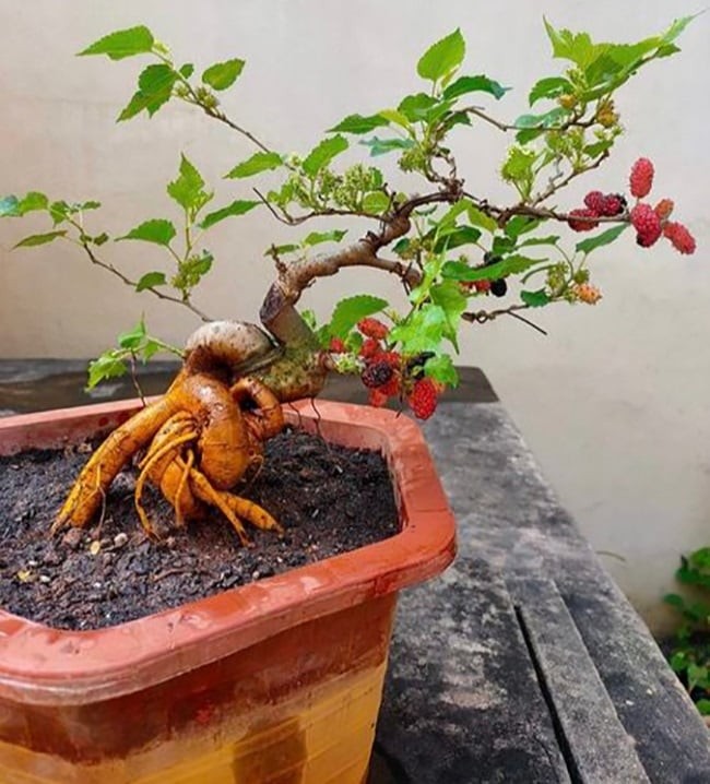 4 loại cây