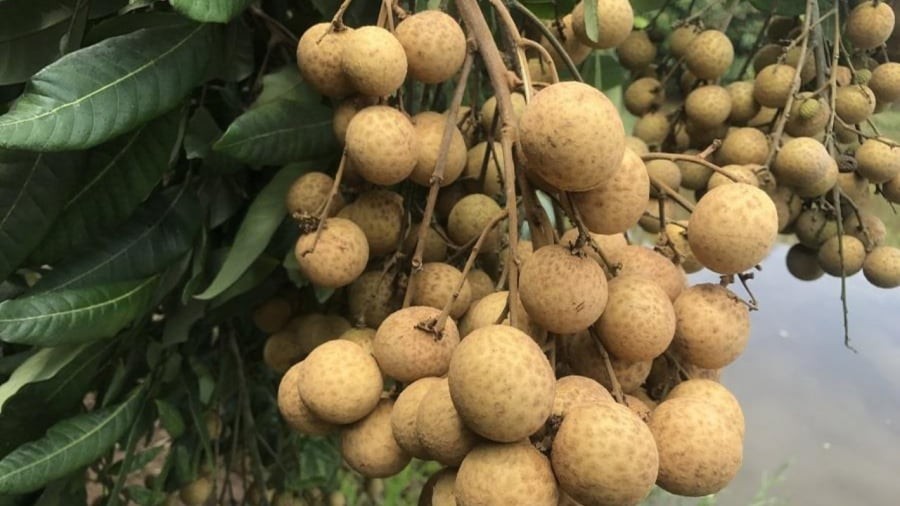 6 nhóm người không nên ăn nhãn