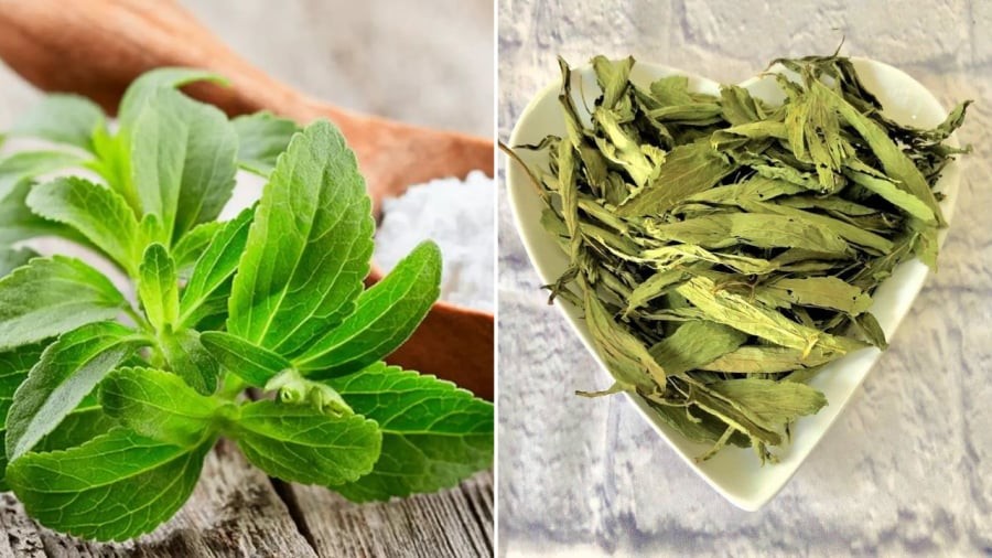 Cỏ ngọt có thể sử dụng thay thế đường mà không lo làm tăng đường huyết.