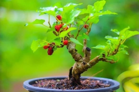 Mặc dù cây dâu tằm có tác dụng xua đuổi muỗi và côn trùng hiệu quả, nhưng theo phong thủy, loại cây này lại mang ý nghĩa không lành. 