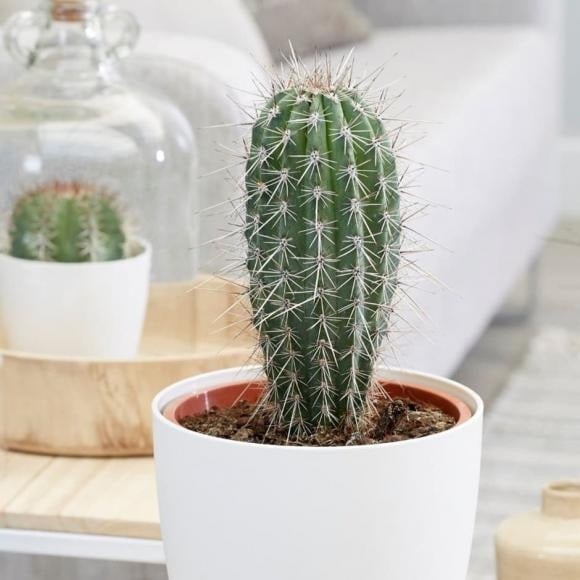 Xương rồng được nhiều người yêu thích vì hình dáng độc đáo, dễ chăm sóc và sống tốt trong điều kiện khắc nghiệt.