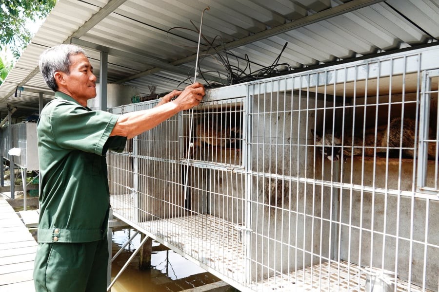 Sau một thời gian tham quan các trại nuôi, ông trở về với quyết định táo bạo: vay 50 triệu đồng từ ngân hàng Chính sách xã hội để mua 3 con chồn giống và dựng chuồng trại