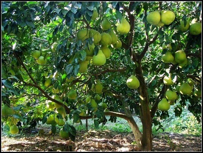 Cây bưởi thu hút tài lộc, quả ngon