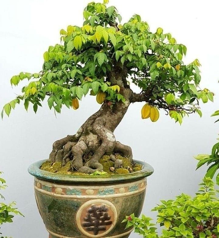 Cây khế cân bằng âm dương