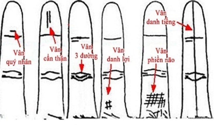 Ngón áp út có một đường vân ngắn chạy song song với khớp giữa đốt thứ nhất và thứ hai được gọi là vân quý nhân. 