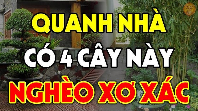 cay phong thuy