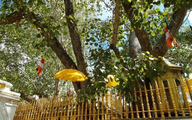 Cây bồ đề có ý nghĩ quan trọng trong Phật giáo.