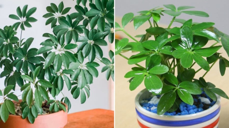 Cây ngũ gia bì có tác dụng trang trí nhà cửa, thanh lọc không khí, đuổi muỗi và có ý nghĩa tốt trong phong thủy.