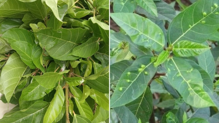 Lá sung mang lại nhiều lợi ích cho sức khỏe.