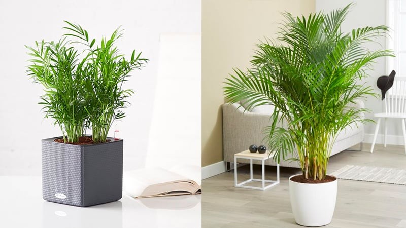 Cây cau cảnh giúp tạo độ ẩm không khí mát mẻ một cách tự nhiên và lọc một số chất độc trong không khí.