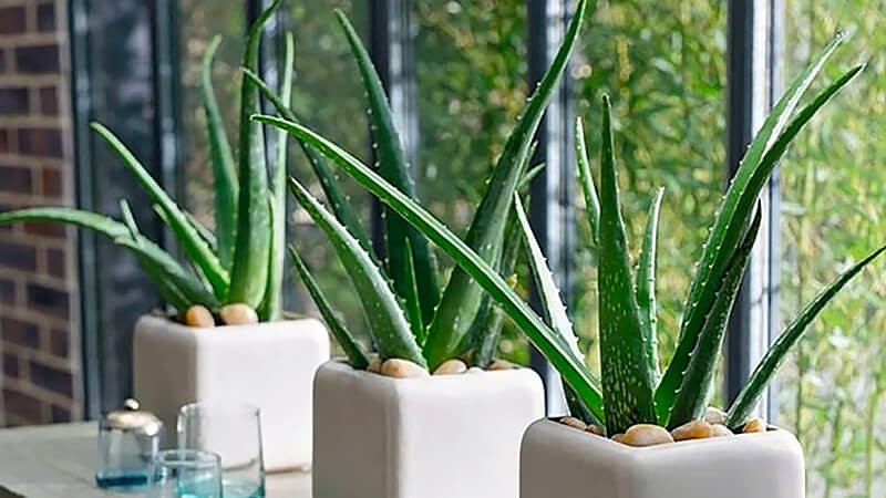 Cây nha đam giúp giảm nhiệt độ trong nhà và lọc chất formaldehyd trong không khí.