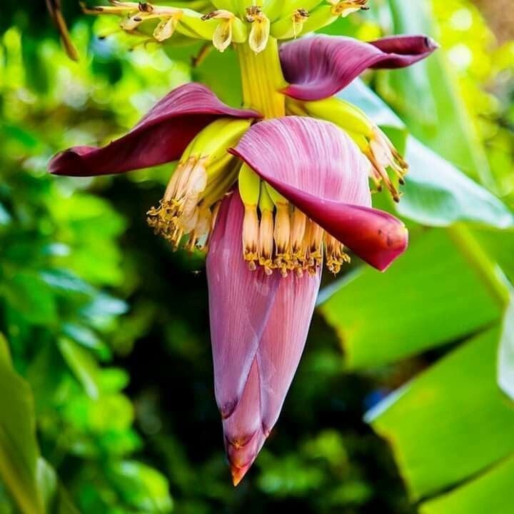 Hoa chuối giờ là thực phẩm sạch ngon và bổ dưỡng