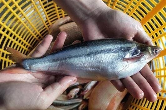 Cá xác thuộc nhóm cá da trơn nước ngọt, thường xuất hiện từ tháng 4 đến tháng 6 âm lịch – khoảng thời gian chuyển mùa ở miền Tây.