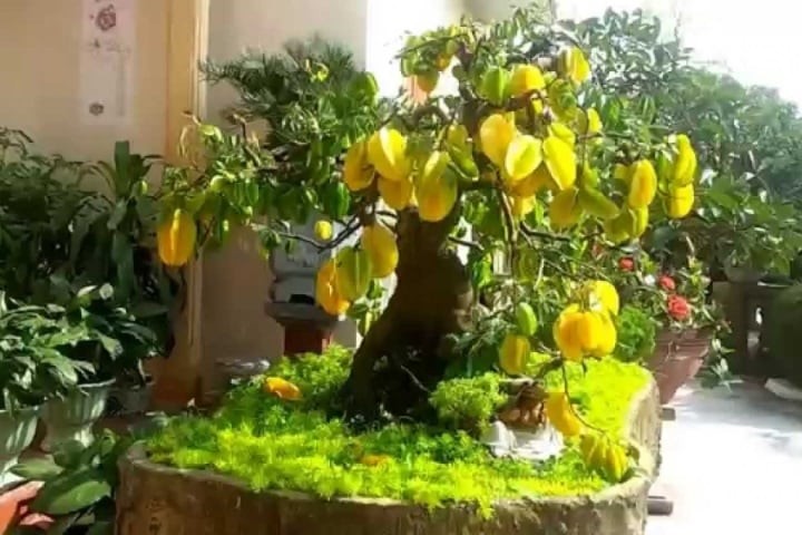 2 vị trí trồng khế trong nhà hút tài lộc, con cái 3 đời vang danh, Tiền chảy về tới tấp