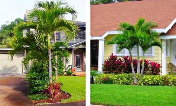 Việc trồng cây cau trước nhà vốn là hình ảnh quen thuộc trong làng quê Việt Nam.