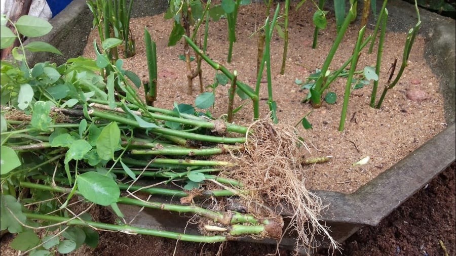 Loại rau giàu sắt gấp 3 lần thịt bò, cắm xuống đất là lên tua tủa, ăn quanh năm
