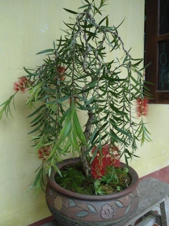 Với dáng vẻ uyển chuyển, cành lá mềm mại rũ xuống như dòng nước, cây liễu mang vẻ đẹp dịu dàng nhưng cũng gợi nên cảm giác buồn bã.
