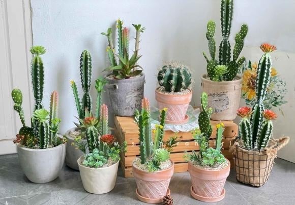 Xương rồng là loài cây dễ trồng, gần như không cần chăm sóc nhiều, lại có hình dáng độc đáo nên được khá nhiều người ưa chuộng.
