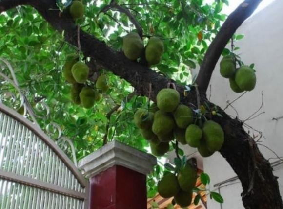 Mít không chỉ là loại cây ăn quả quen thuộc trong vườn nhà mà còn mang ý nghĩa phong thủy sâu sắc.
