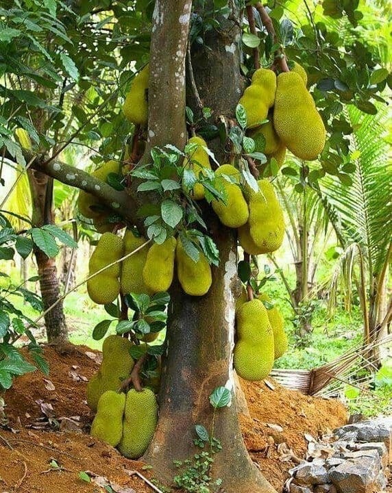 Từ bao đời nay, cây mít đã trở thành hình ảnh quen thuộc trong nhiều khu vườn của người Việt.
