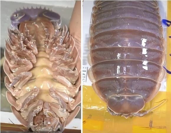 Không phổ biến như cua hay ghẹ, bọ biển là một loại hải sản hiếm gặp mà không phải ai cũng có dịp thử qua.