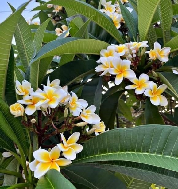 Hoa đại với vẻ đẹp tinh khiết và hương thơm nhẹ nhàng luôn được nhiều người yêu thích.