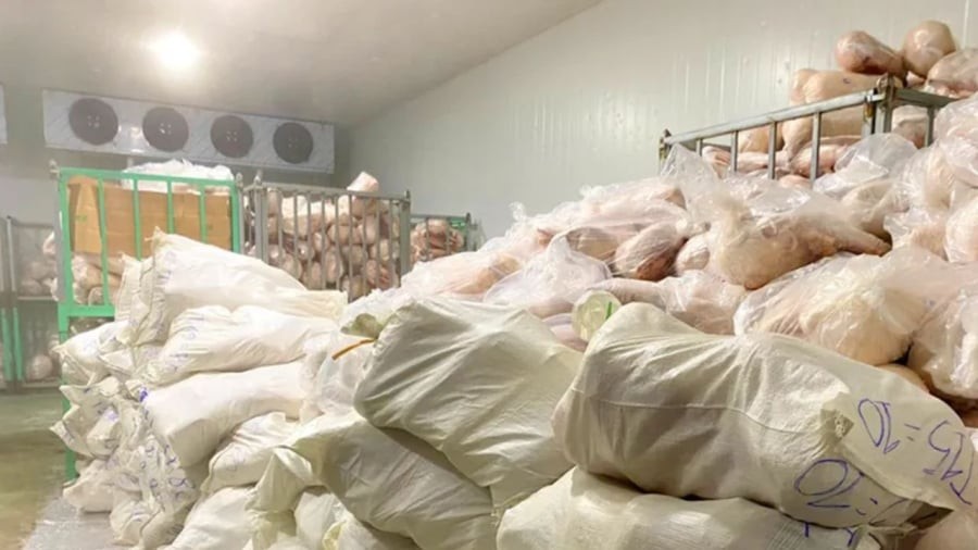 100 tấn heo bốc mùi không rõ nguồn gốc