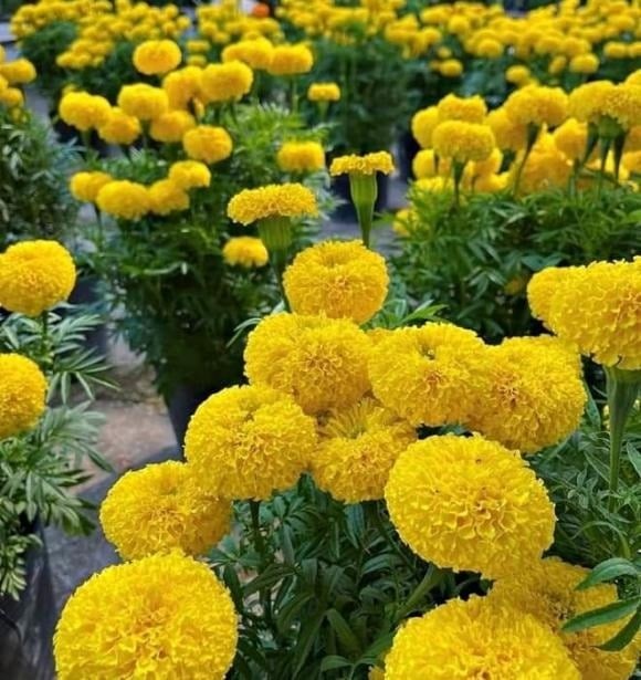 Dù cái tên “vạn thọ” gợi ý sự trường thọ và may mắn, nhưng hoa cúc vạn thọ thường được dùng trong các dịp lễ cúng, giỗ chạp và đặc biệt là tang lễ ở nhiều vùng miền.