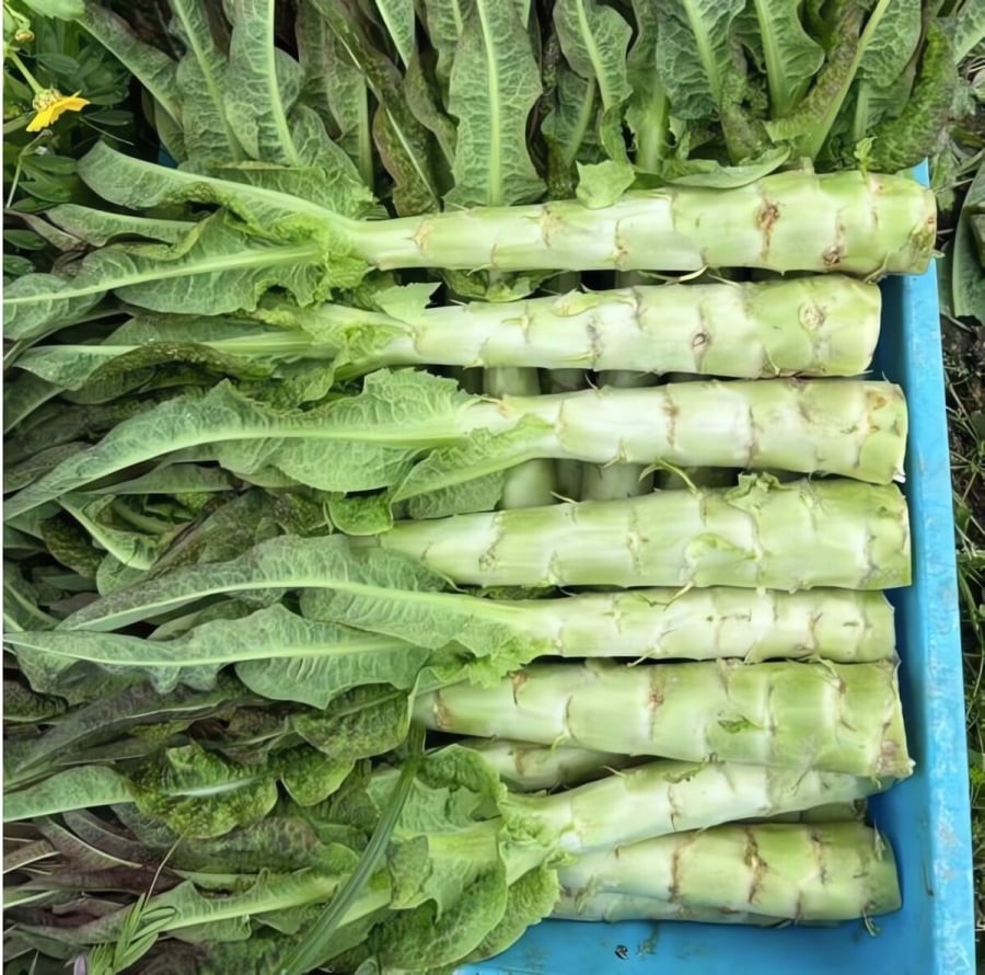 Ngó xuân còn được gọi là diếp thơm, xà lách thơm