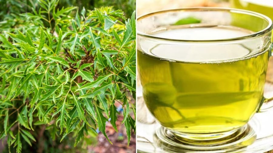 Lá đinh lăng có vị hơi đắng, tính mát, giúp tăng cường tuần hoàn, cải thiện tiêu hóa, kích thích ăn ngon và giảm mệt mỏi.