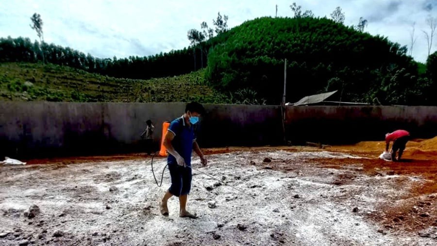 Số lợn trên đã bị tiêu hủy
