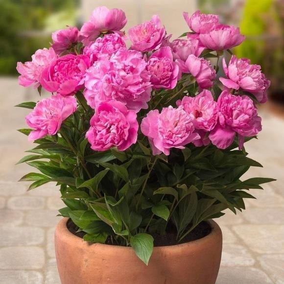 Được mệnh danh là “quốc sắc thiên hương”, hoa mẫu đơn từ lâu gắn liền với hình ảnh giàu sang và quyền quý.