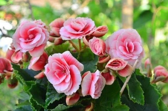 Hoa hải đường không chỉ cuốn hút bởi vẻ đẹp thanh thoát mà còn được xem là một trong những loài hoa cát tường quen thuộc của văn hóa Á Đông. 