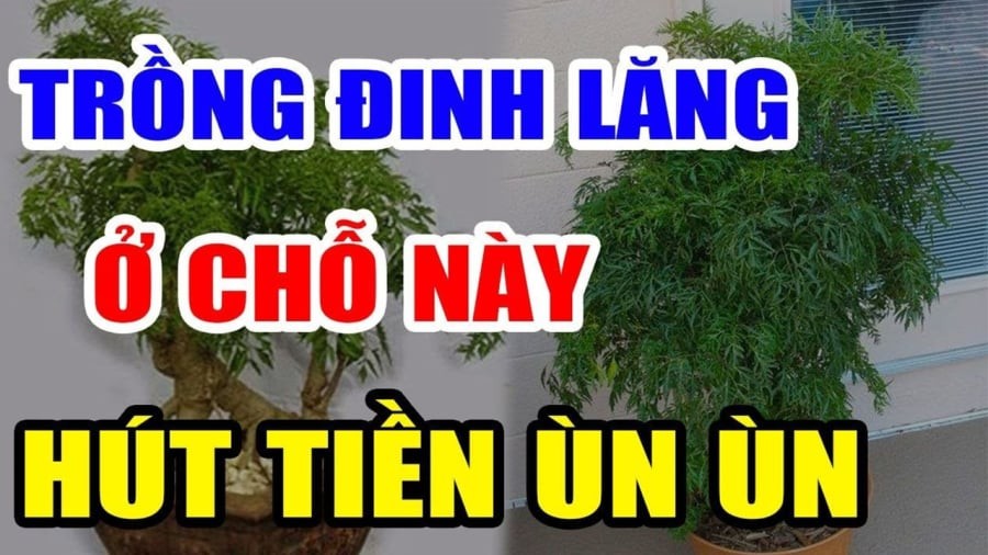 Vị trí trồng đinh lăng hút tài lộc