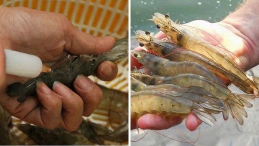 Mẹo nhận biết tôm tự nhiên và tôm bơm tạp chất, đi chợ chẳng sợ bị lừa