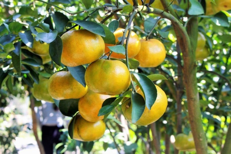 Những loại cây ăn quả này là biểu tượng của trù phú và sự sinh sôi.