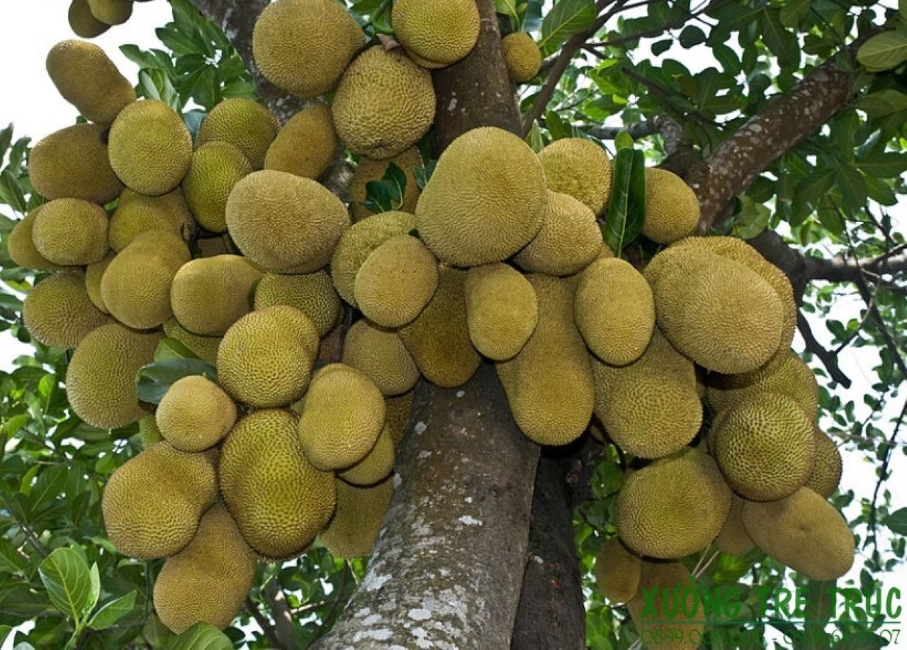 Cây mít sai quả thì tiền bạc và của cải cũng rủ nhau đến.