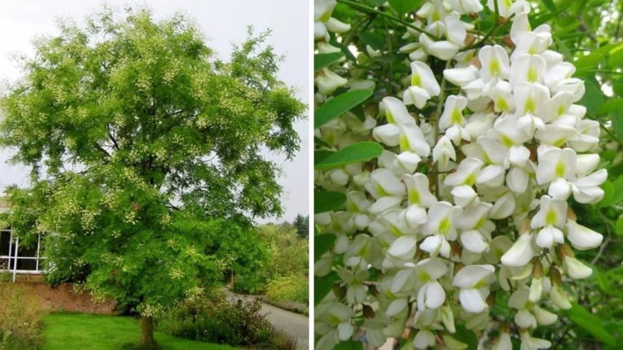 Người xưa nói, trồng 1 cây hòe trước nhà không chiêu của báu cũng chiêu tiền bạc