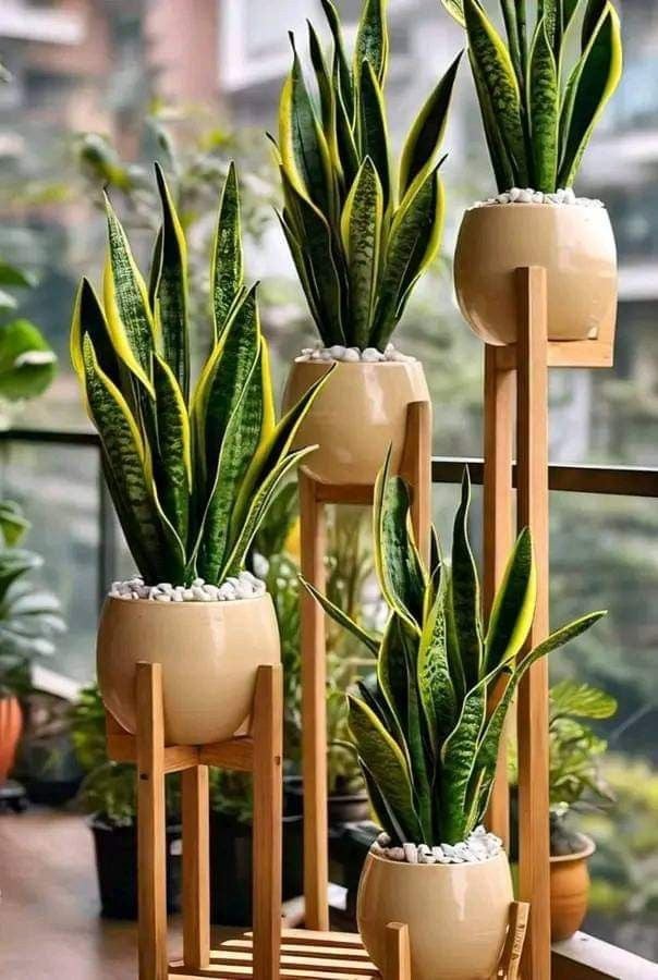 Cây lưỡi hổ giúp thanh lọc không khí và còn là 1 vị thuốc